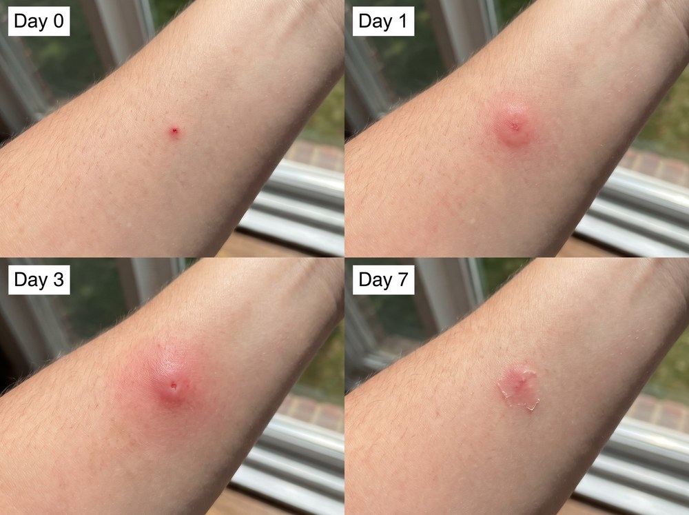 Labeled side-by-side comparison photo of a small rounded kudzu bug next to a larger shield-shaped brown marmorated stink bug